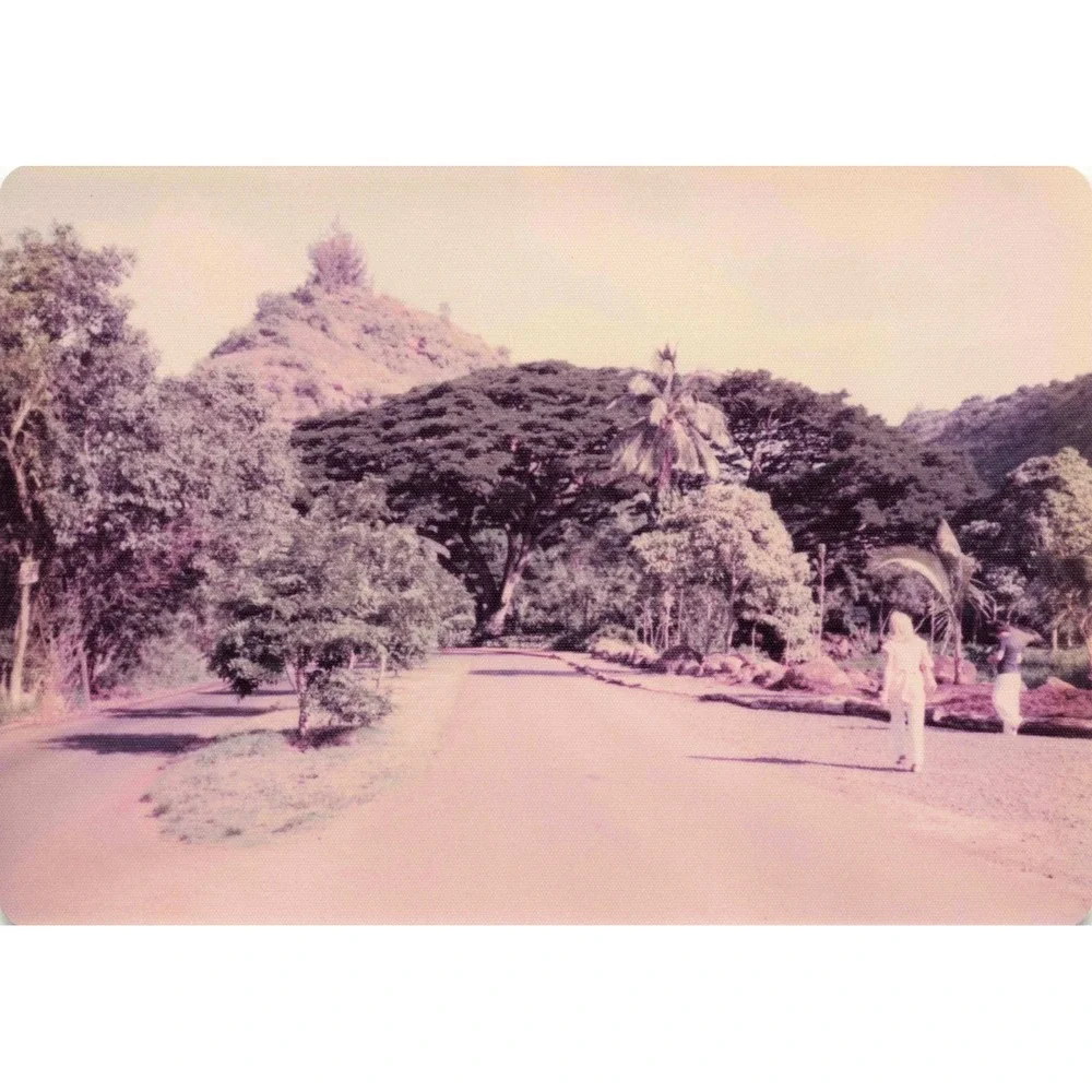 Vintage 1970s Hawaii Oahu Volcanic Hill Garden Peafowl Photo Lot of 6 - Picture 2 of 6